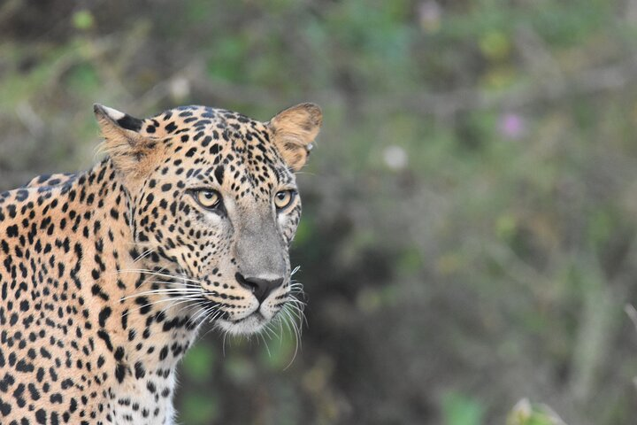 Leopards of Yala